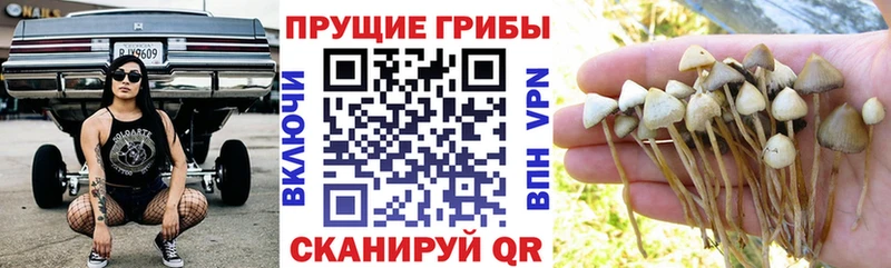 дарк нет состав  Рассказово  Псилоцибиновые грибы Psilocybe 